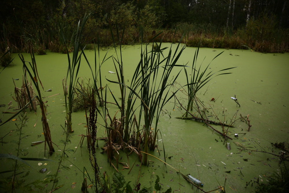 Обследование поймы Каменки. Сентябрь 2021 года