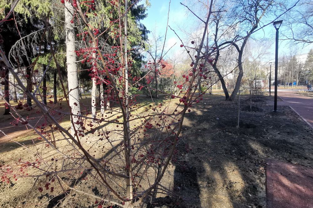 Новая яблоневая аллея