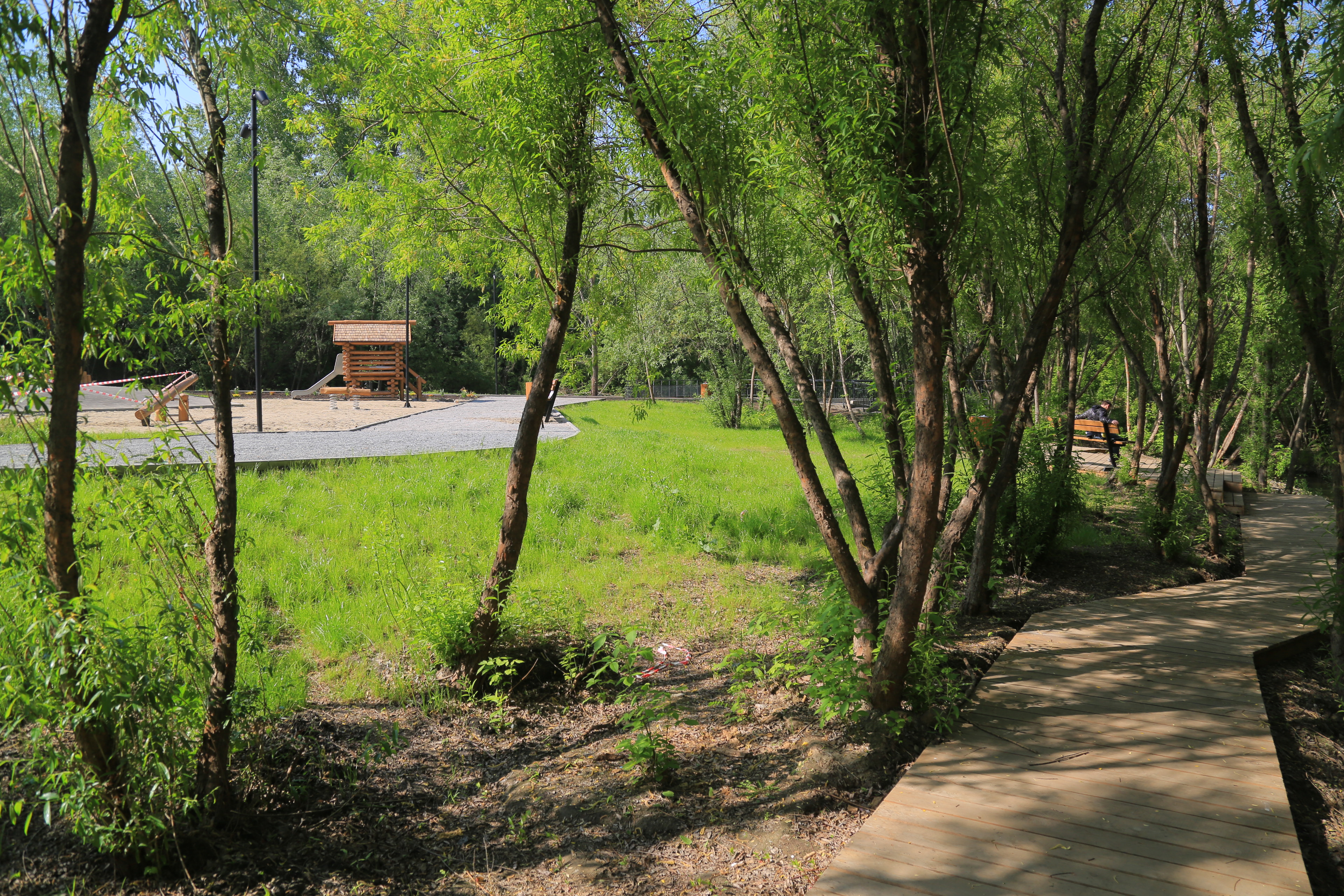 Ельцовский парк (июнь 2023 года)