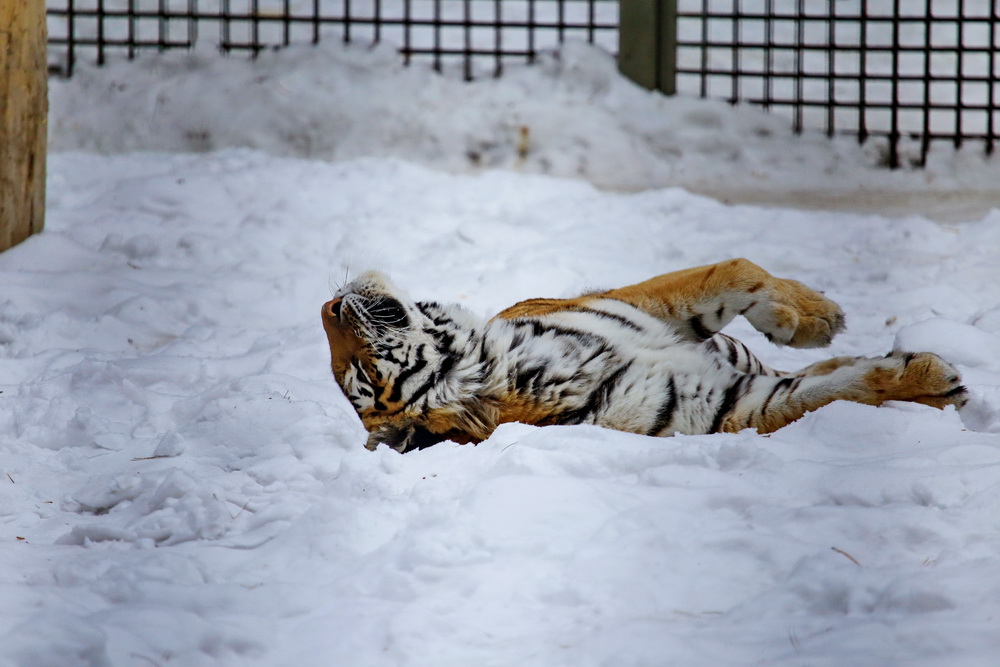 Амурская тигрица Лапа