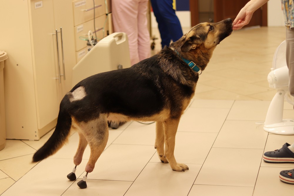 Собаке Брунгильде сделали новые лапы. Июль 2021 года