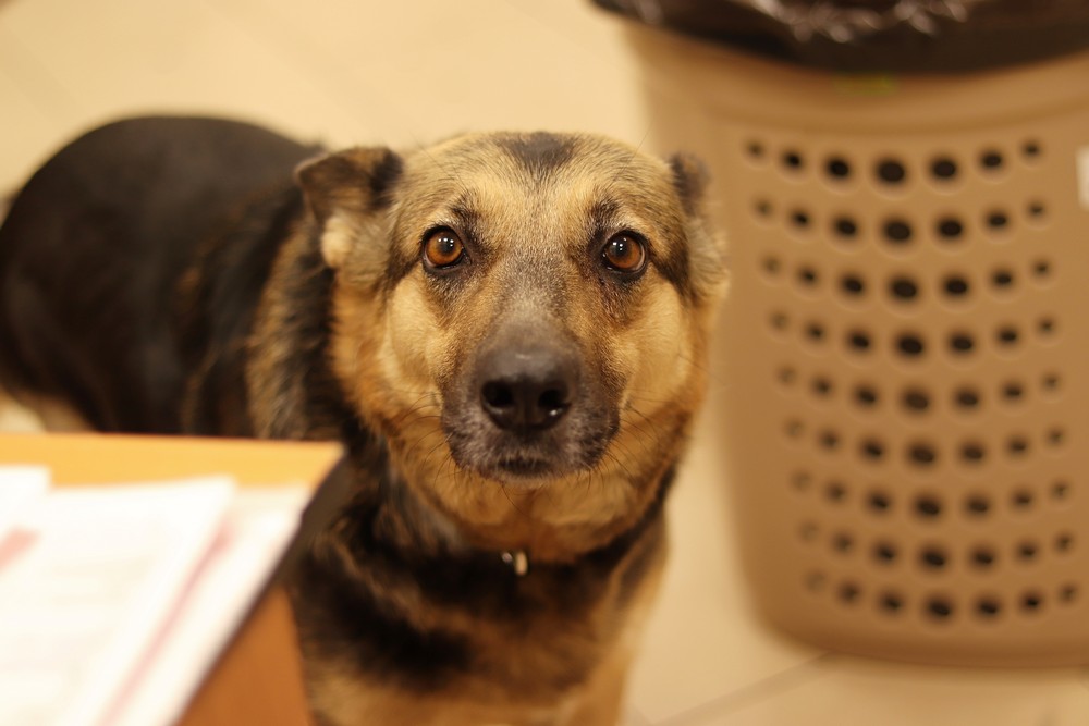 Собаке Брунгильде сделали новые лапы. Июль 2021 года