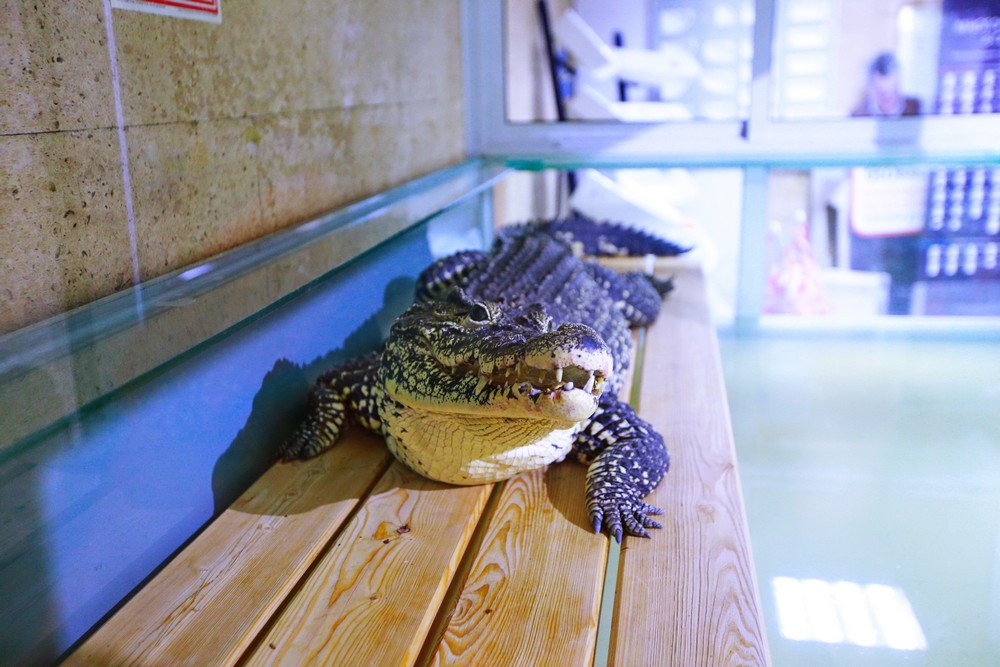 Крокодил Кузя