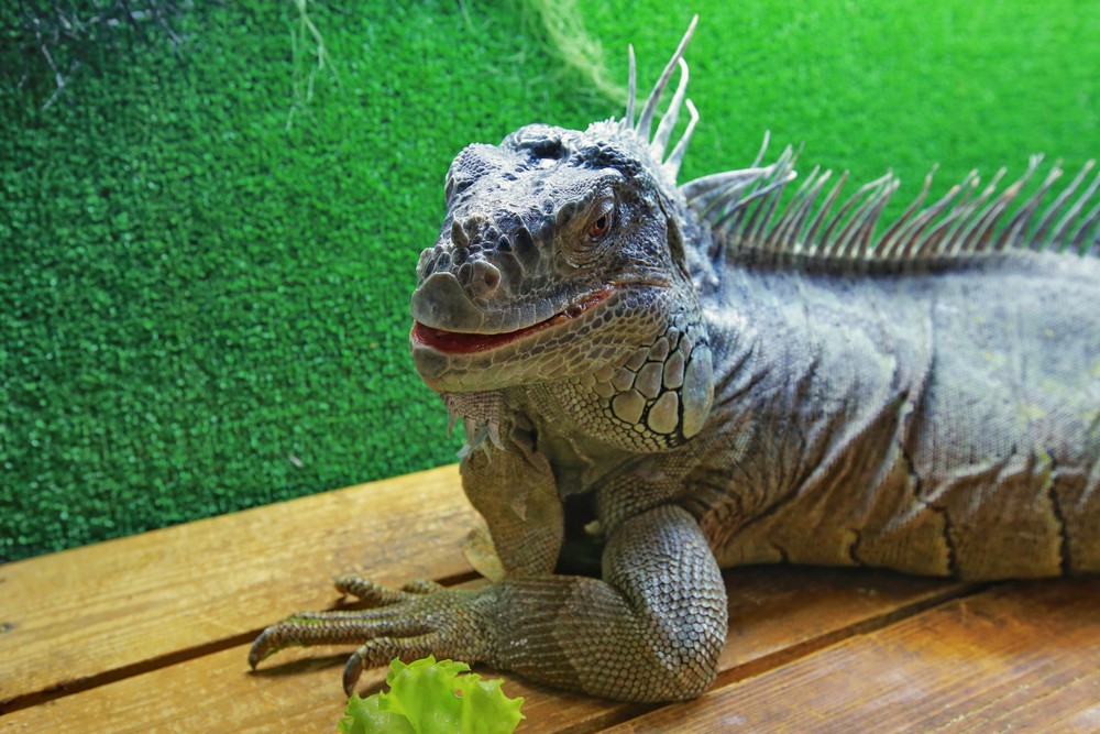 Игуана Леонид