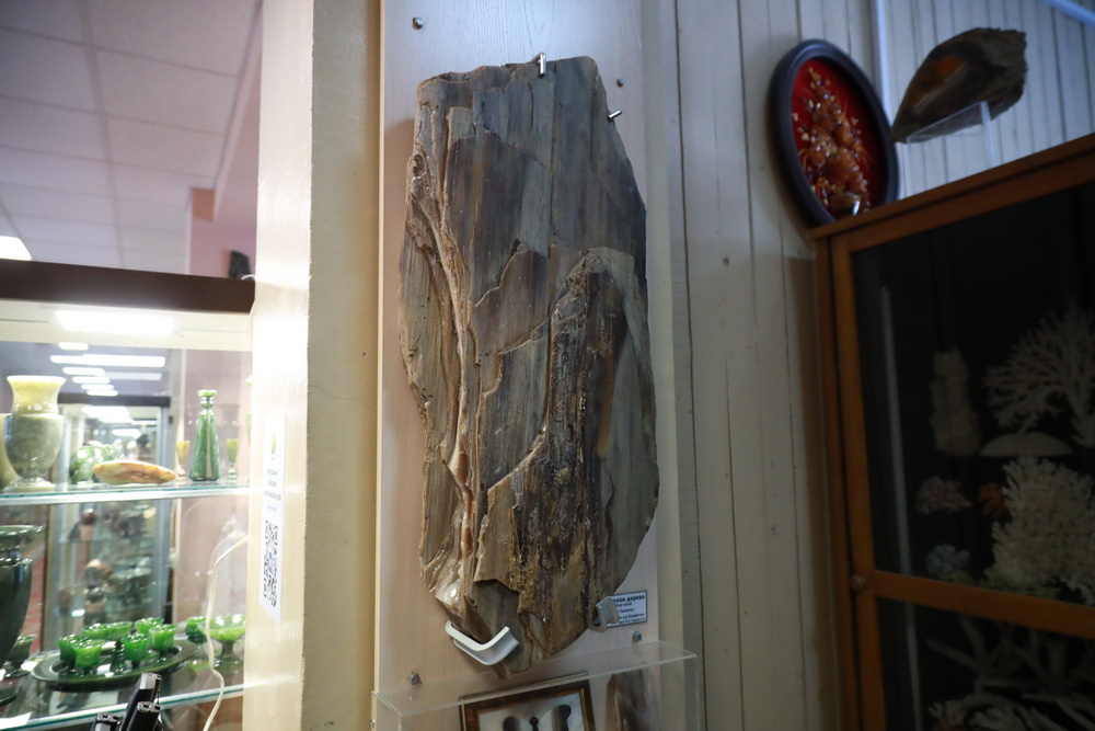 Окаменелое дерево