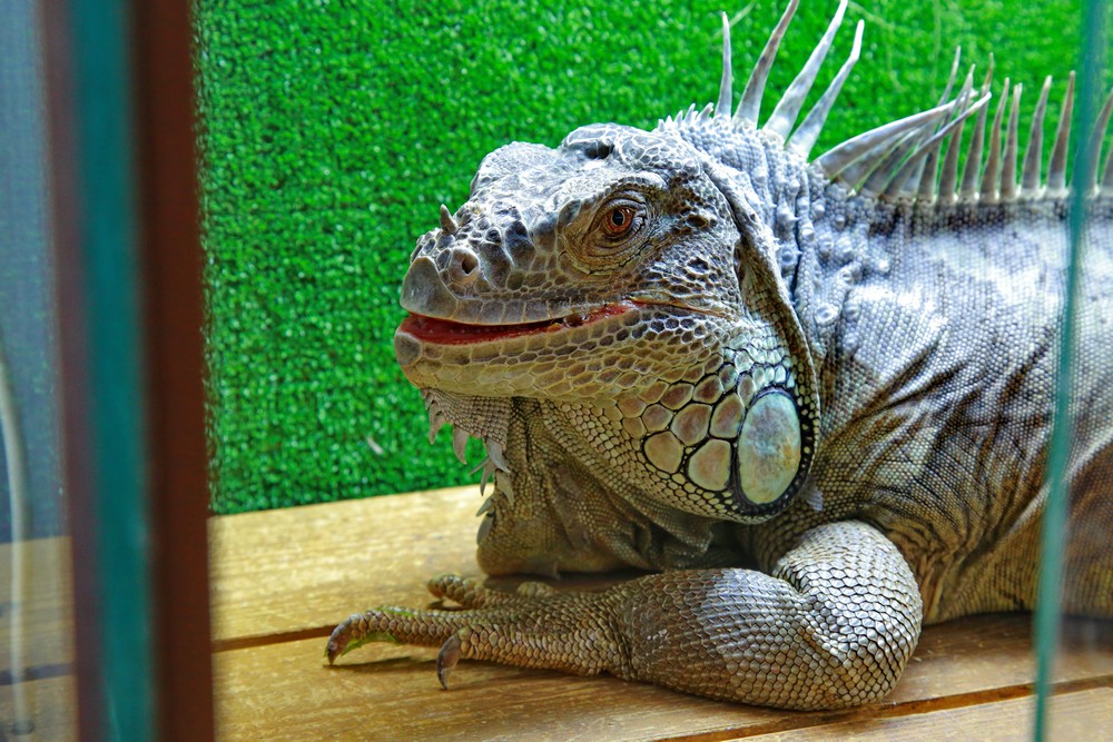 Игуана Леонид