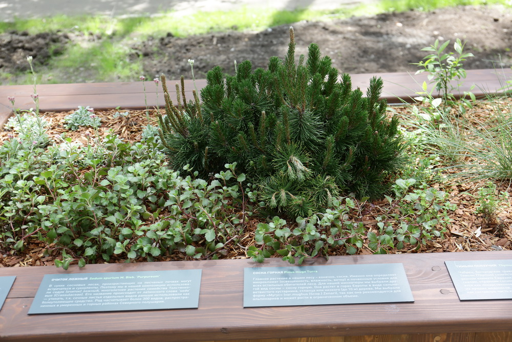 Заельцовский парк. Июнь 2022 года