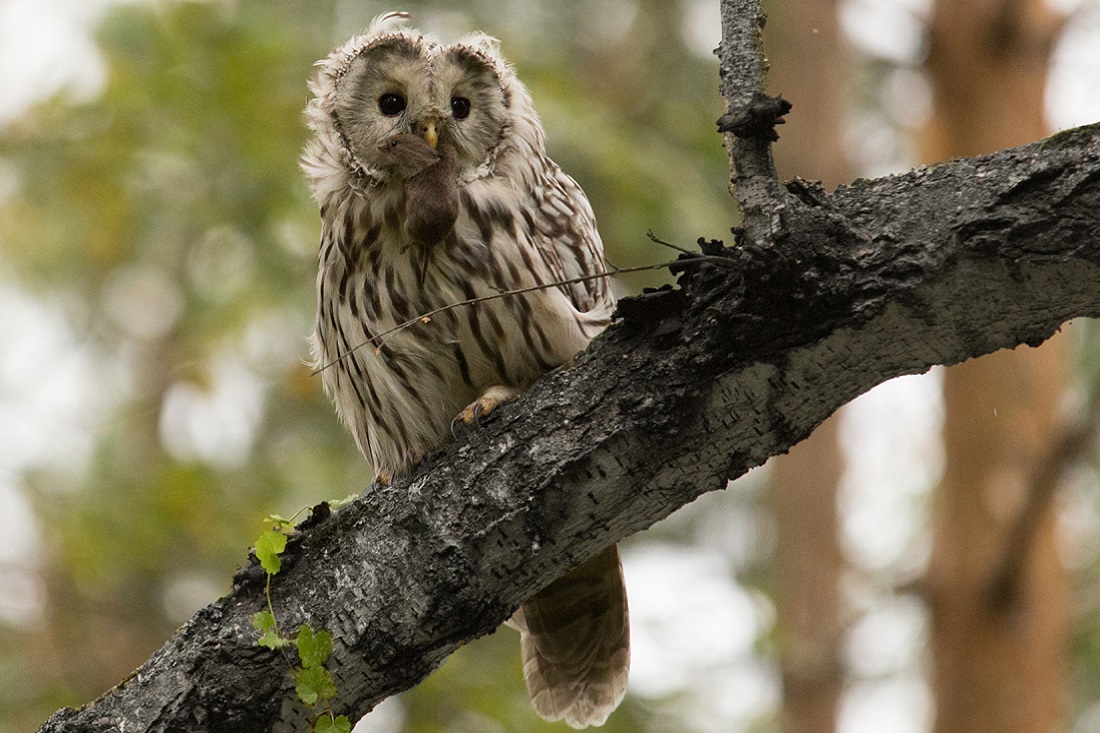 Длиннохвостая неясыть (Strix uralensis). Вес — 440-1300 г, длина — 50-62 см, размах крыльев — 114-134 см
