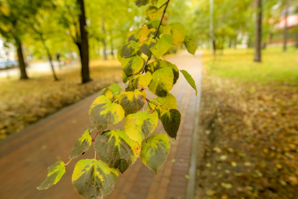 Сквер имени Кирова. Октябрь 2021 года