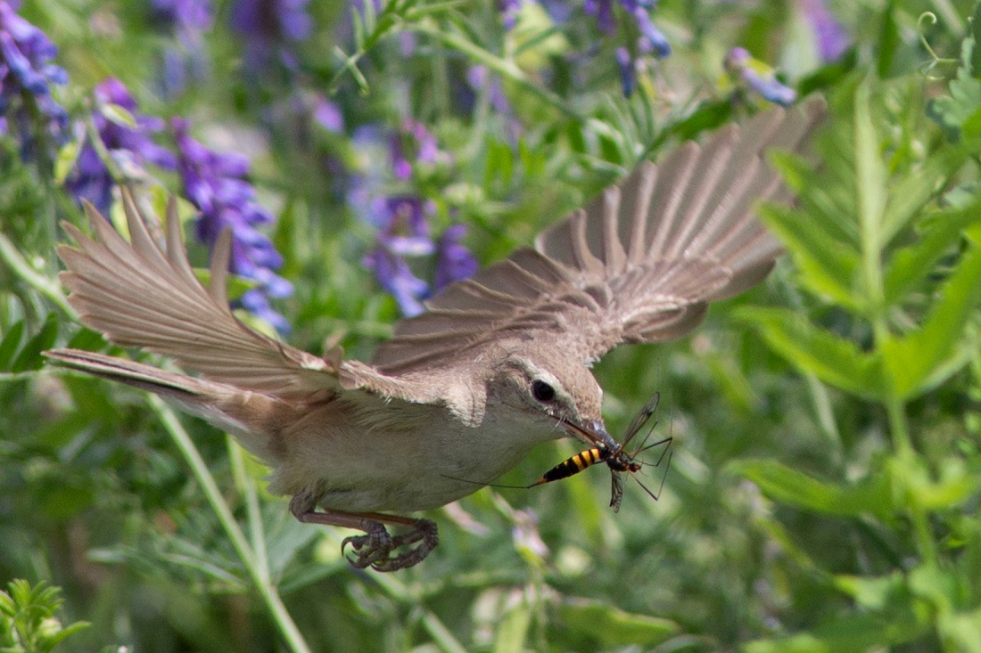 Северная бормотушка (Hippolais caligata). Вес — 7-12 г, длина — 12-14 см, размах крыльев — 17-19 см