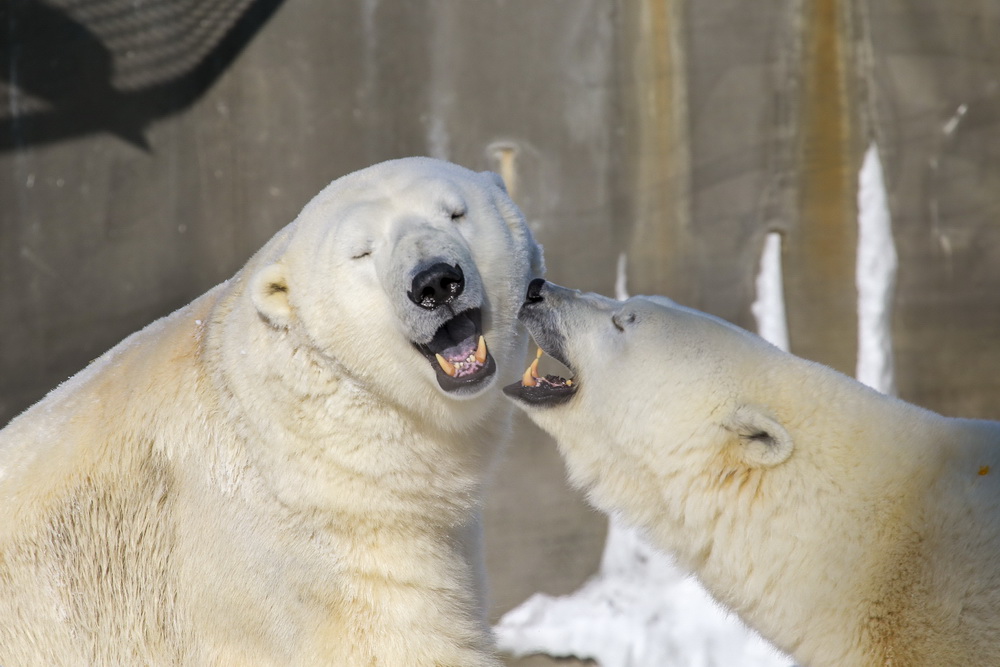 Кай и Герда после двухлетней разлуки