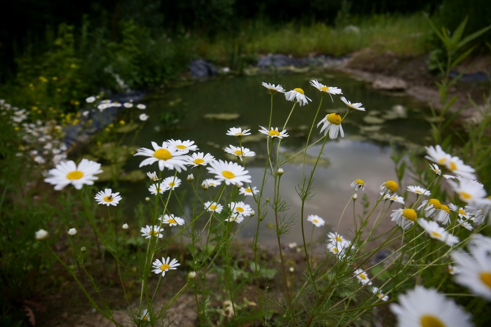 На месте будущего парка в пойме Ельцовки