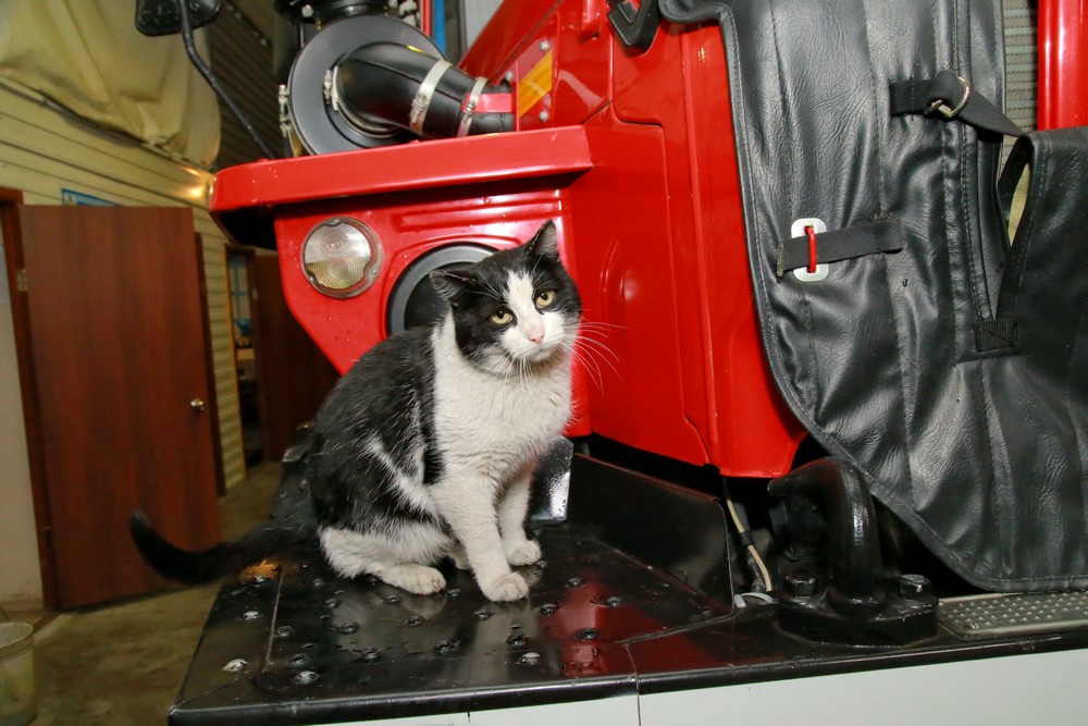 Кот Гидрант