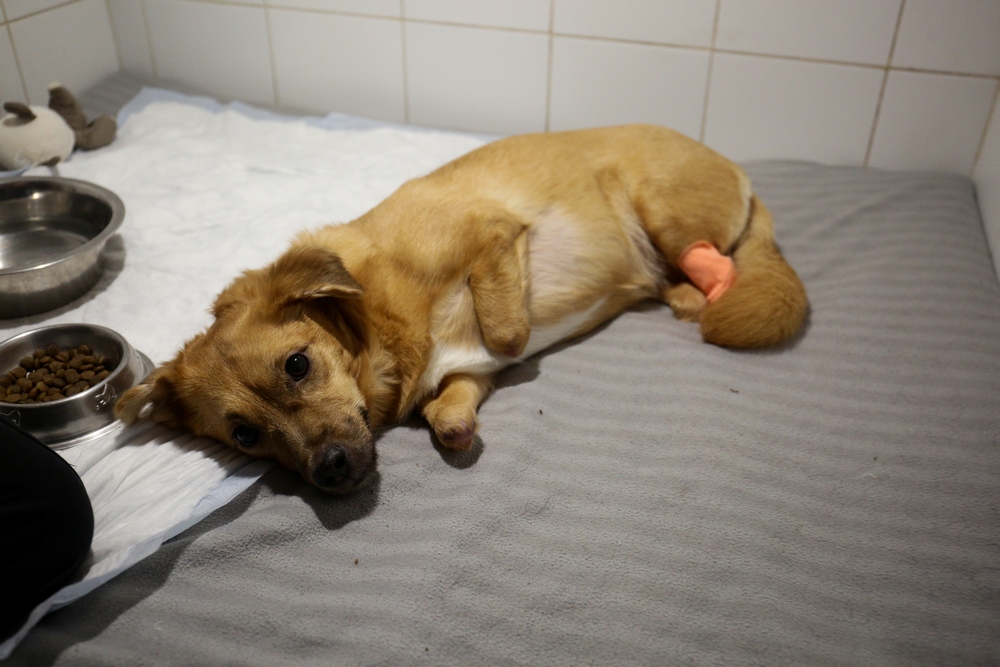 Собака на лечении в ветклинике. Сентябрь 2021 года