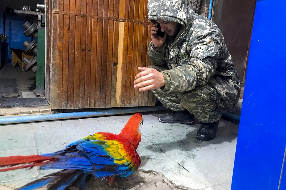 Попугай Оля