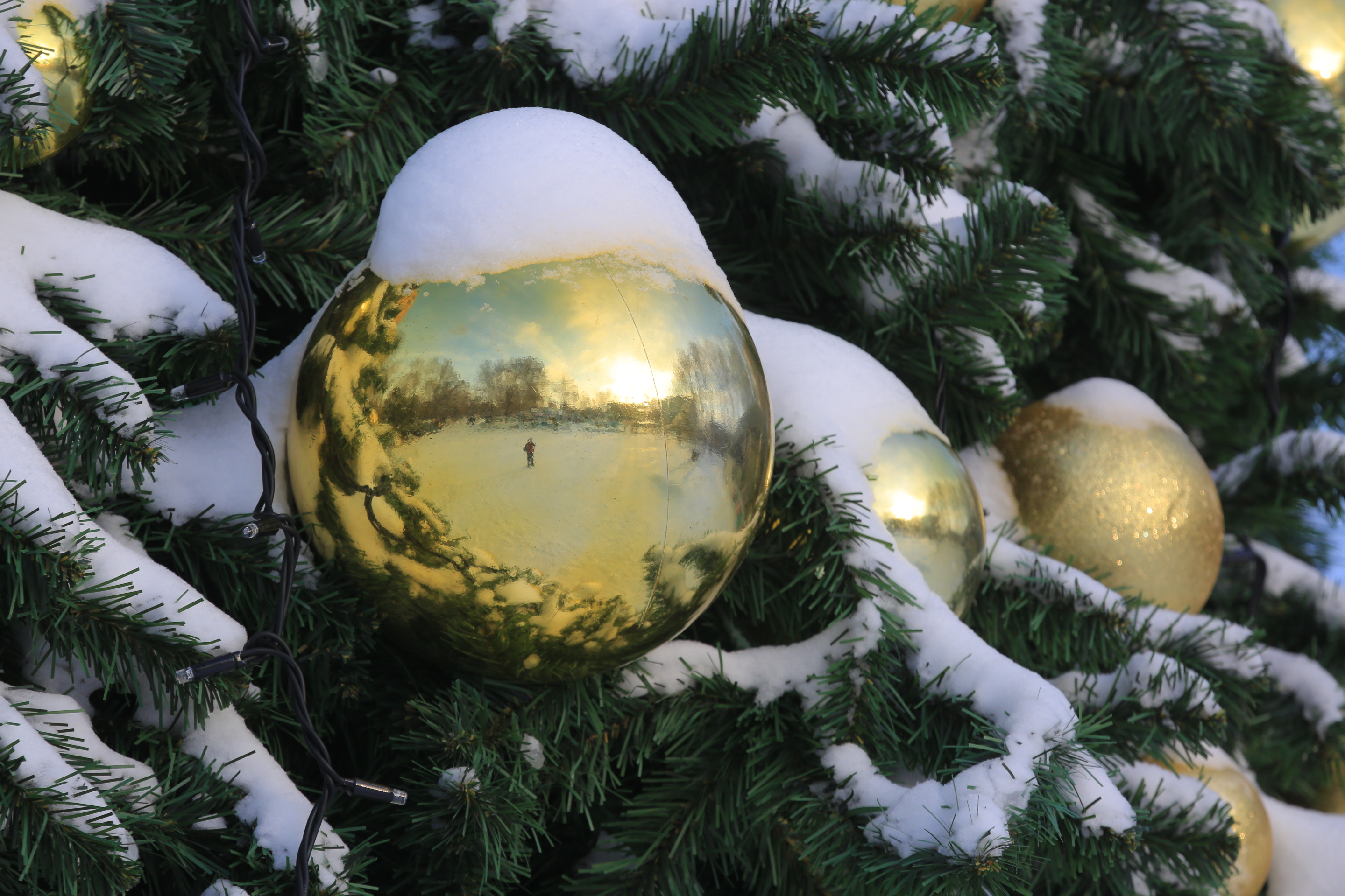 Ёлка в парке Берёзовая роща