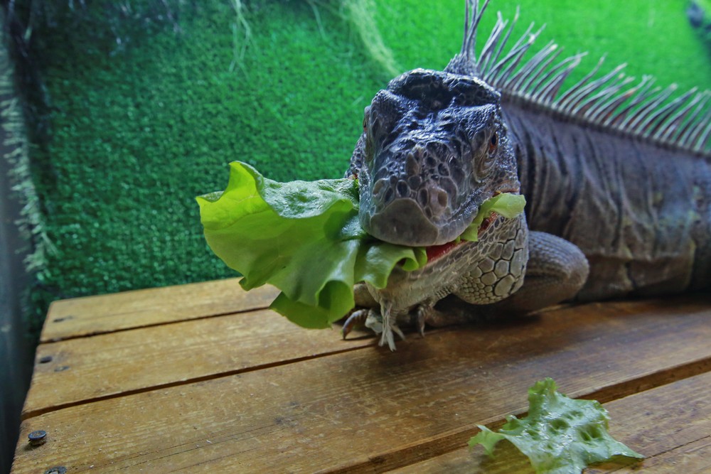 Игуана Леонид