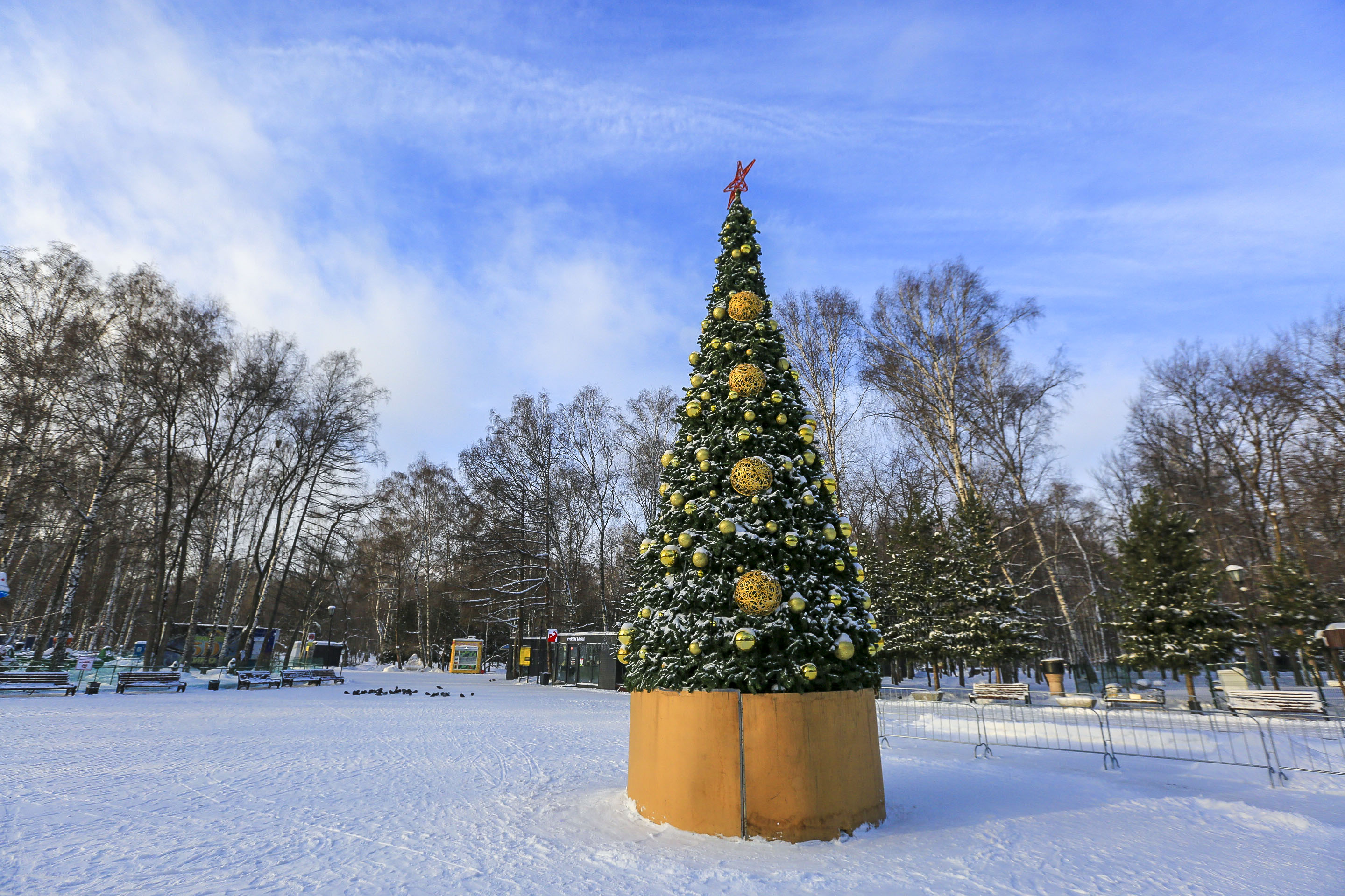 Ёлка в парке Берёзовая роща