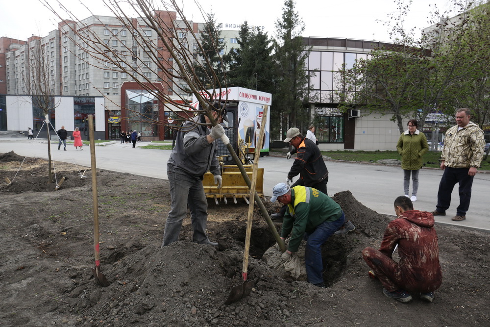 Высадка лип на Вокзальной магистрали. Май 2022 года