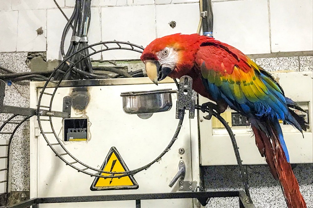 Попугай Оля