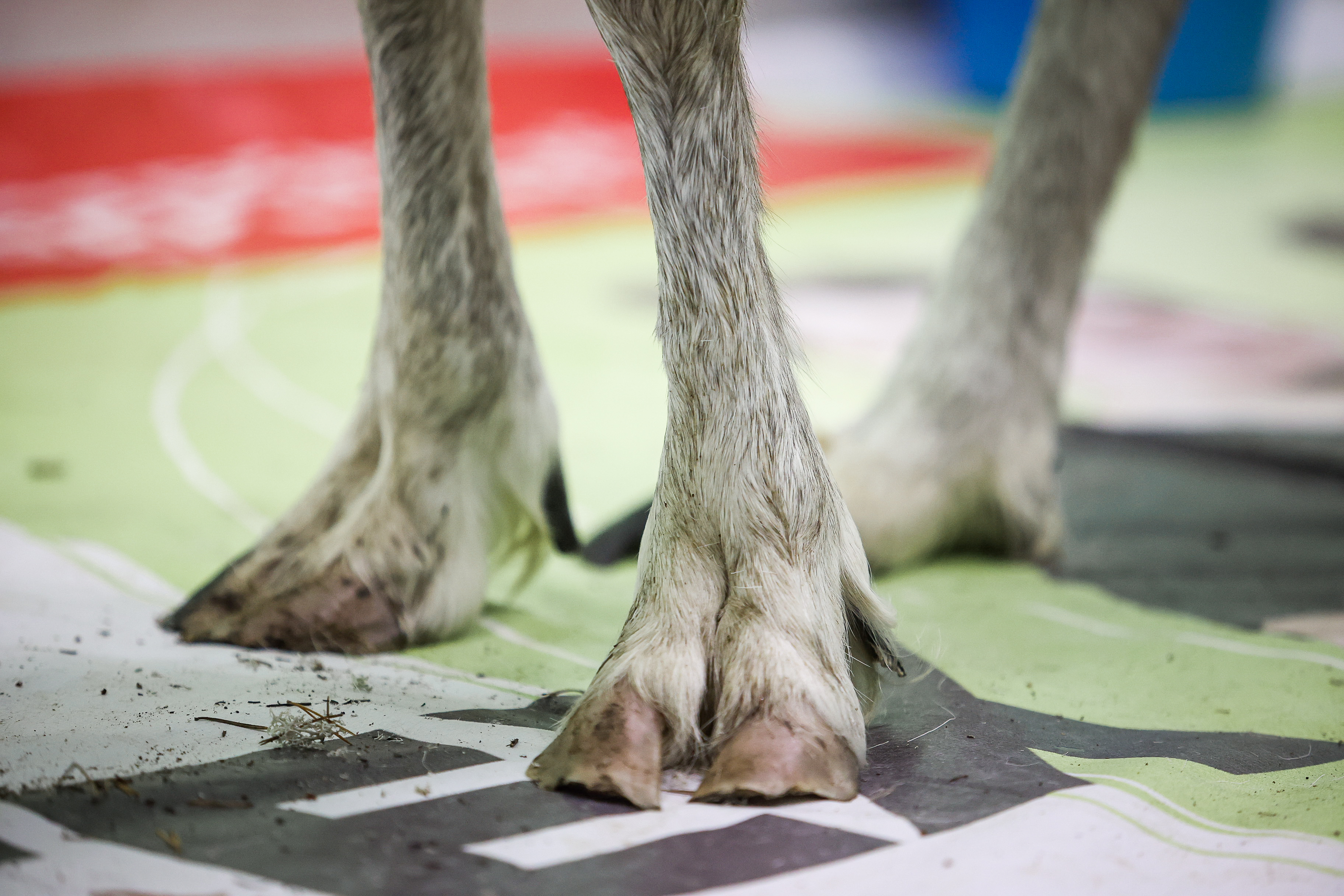 Северный олень Назым