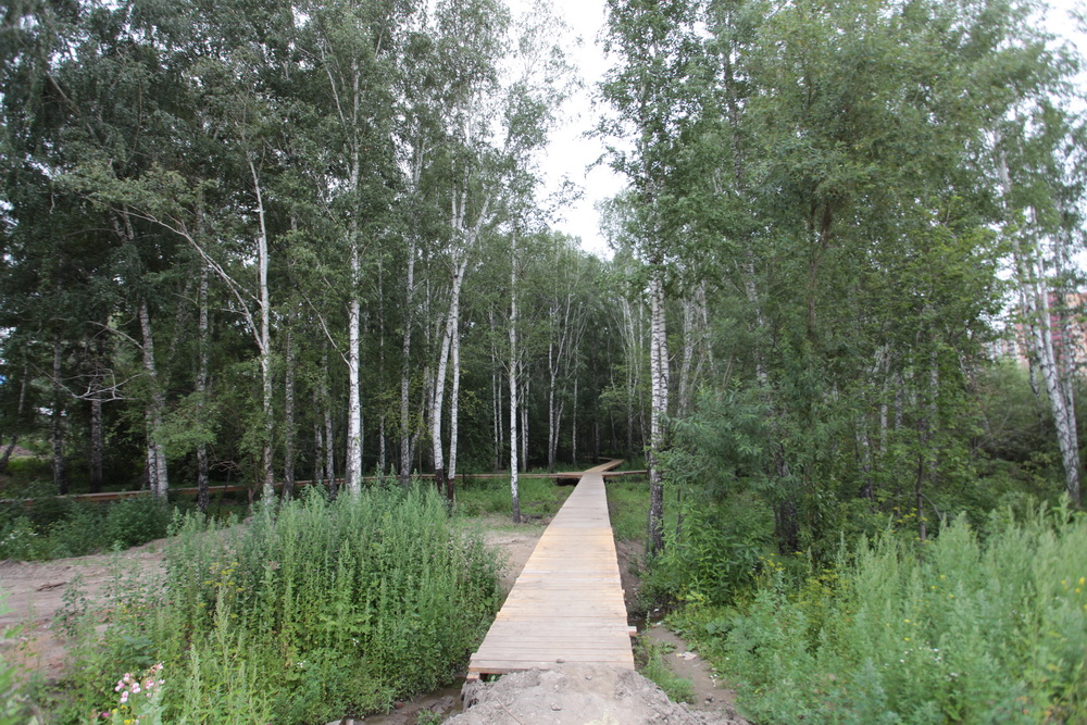 Будущий парк у Каменки. Июль 2023 года