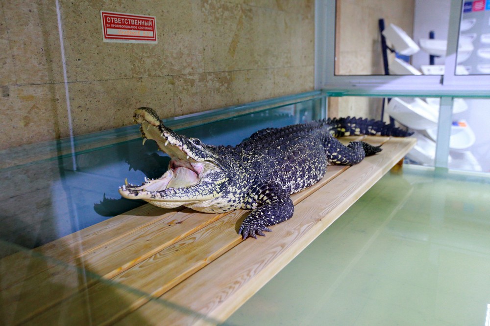 Крокодил Кузя