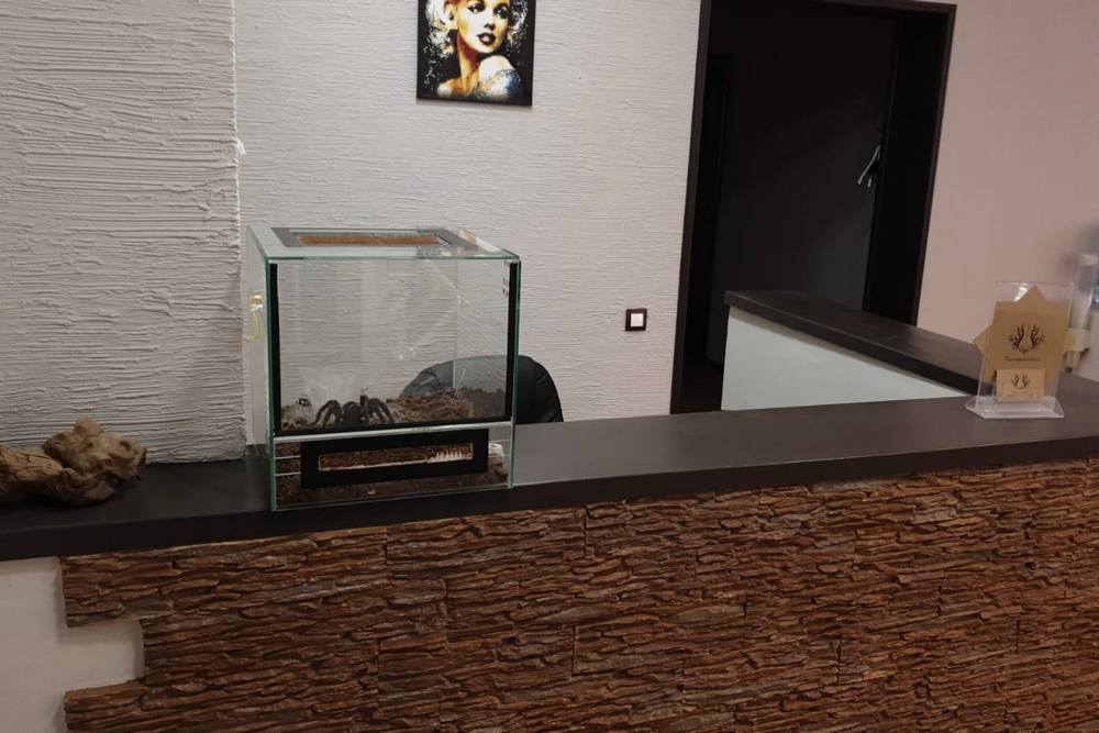 Паук-птицеед Батори