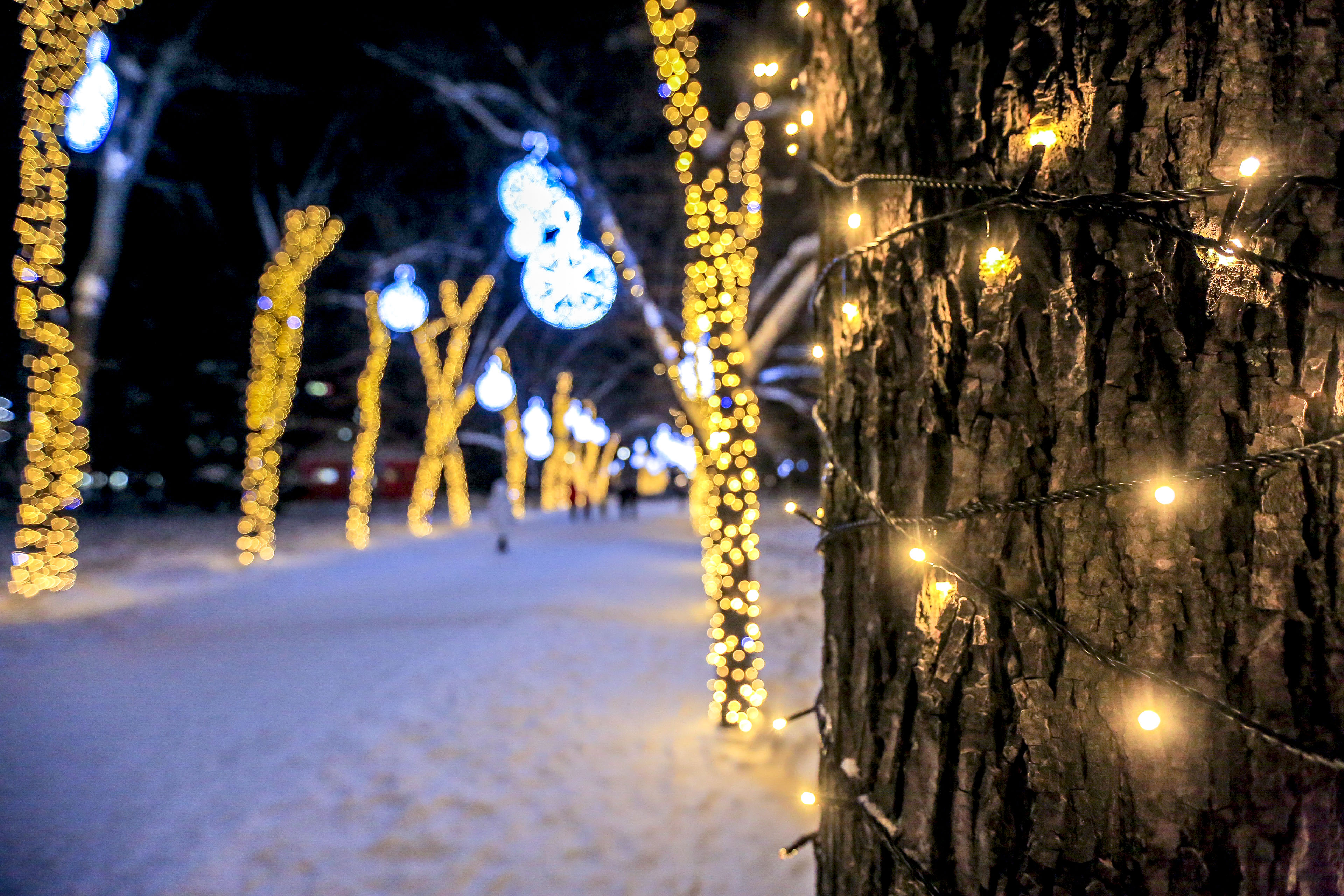 Новосибирск новогодний: Первомайский сквер