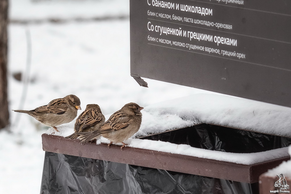 Ну чё, с бананом будем брать или сгущёнкой? А вот от жирного болит уже моя печёнка(((