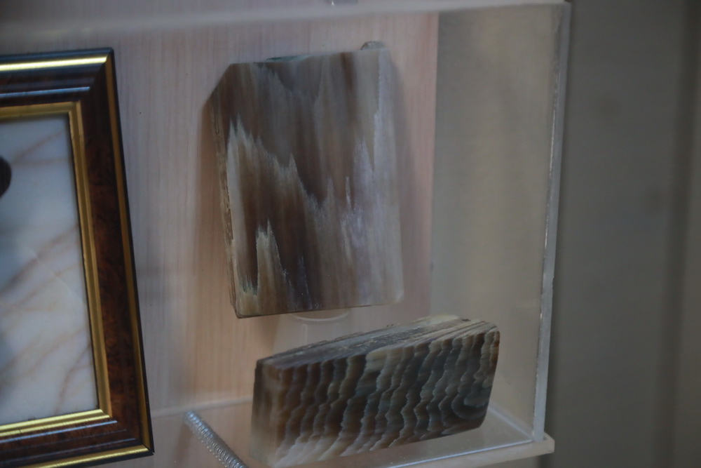 Окаменелое дерево