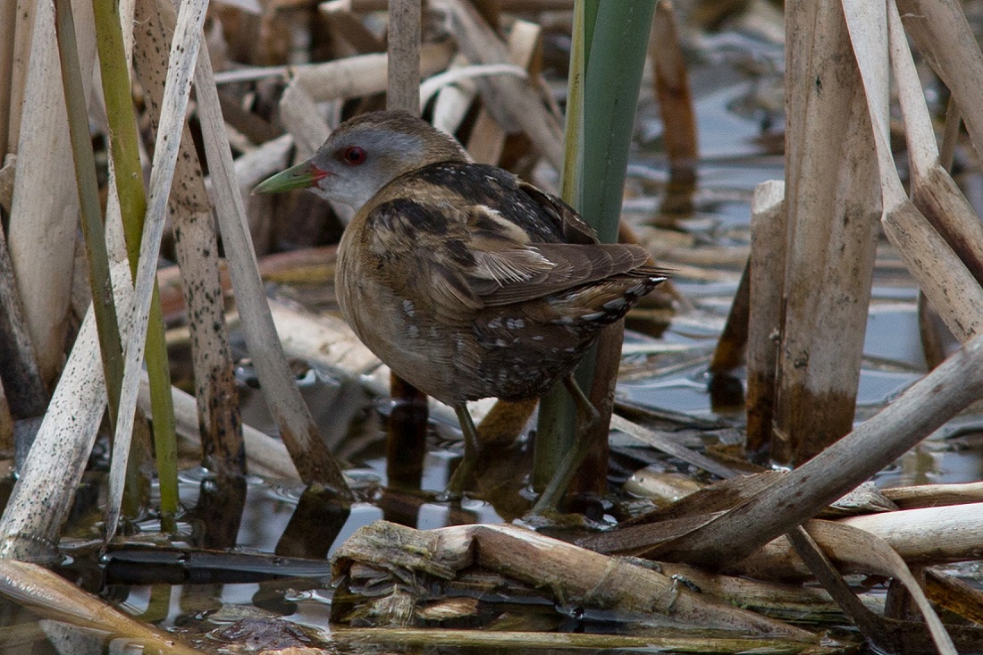 Малый погоныш (Porzana parva). Вес — 40-75 г, длина — 18-20 см, размах крыльев — 34-39 см