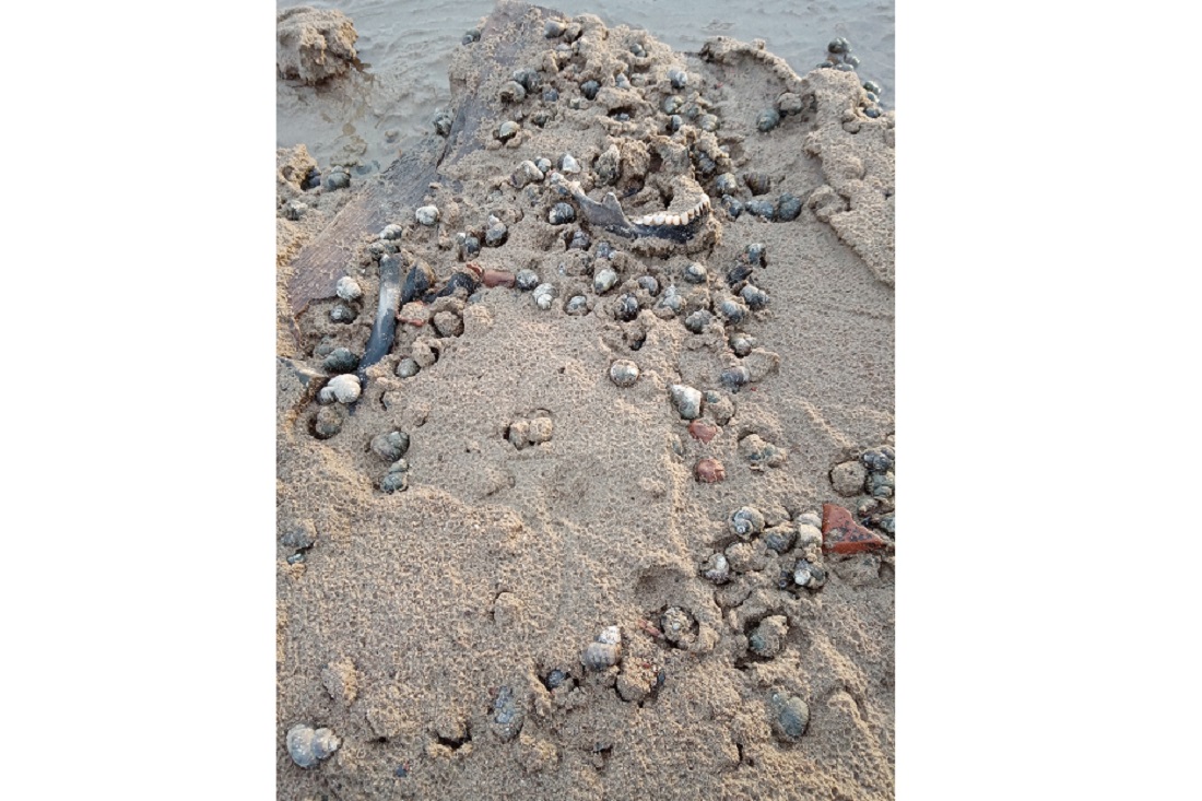 Старый Бердск