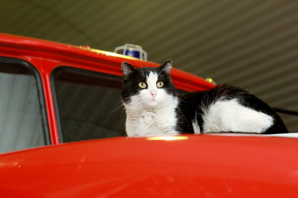 Кот Гидрант