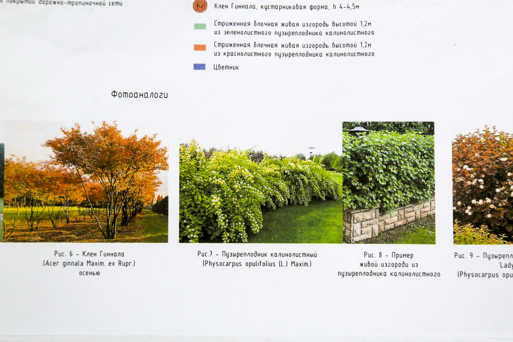 Начальник отдела сопровождения озеленения и благоустройства общественных пространств мэрии Новосибирска Светлана Гижицкая