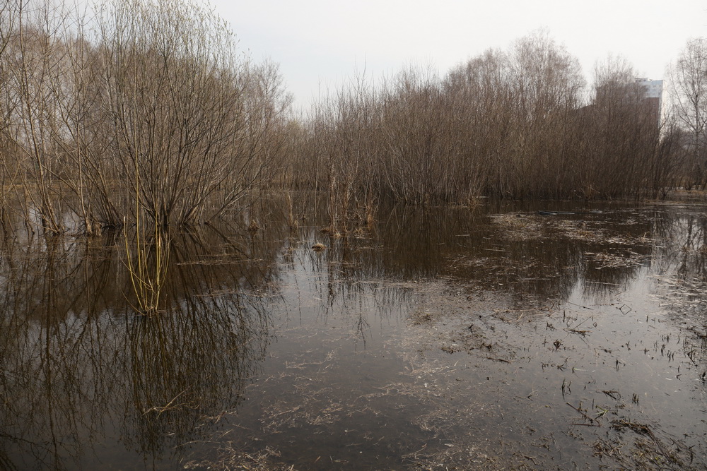 Пойма реки Каменки. Апрель 2022 года