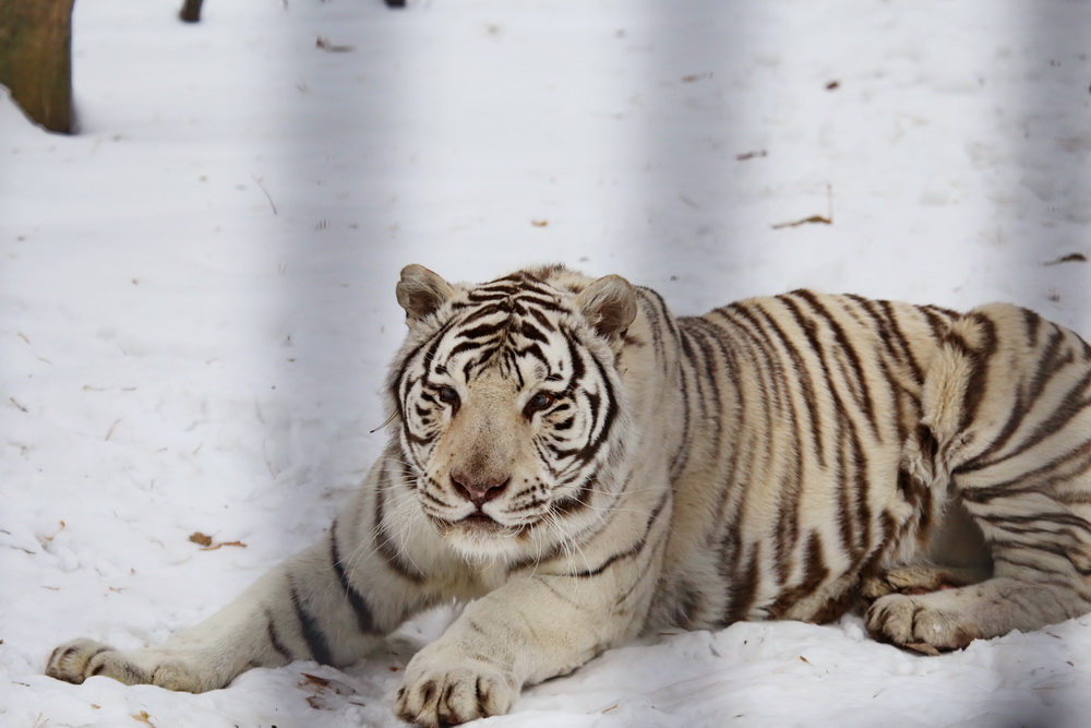 Бенгальский тигр Зао