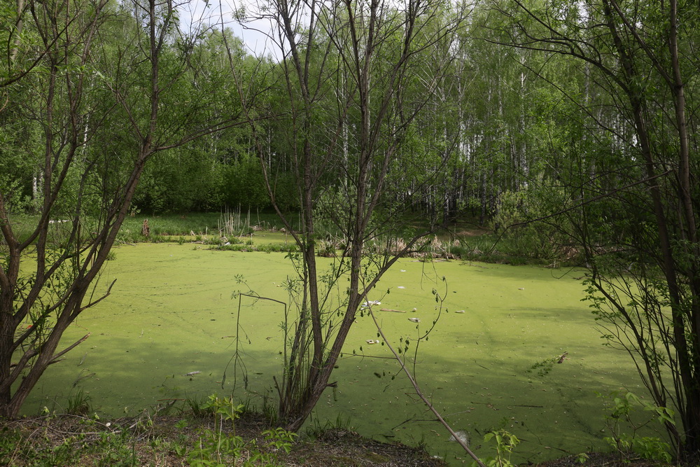 Территория будущего парка в пойме Каменки. Май 2022 года