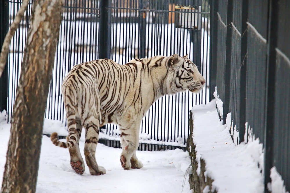 Бенгальский тигр Зао