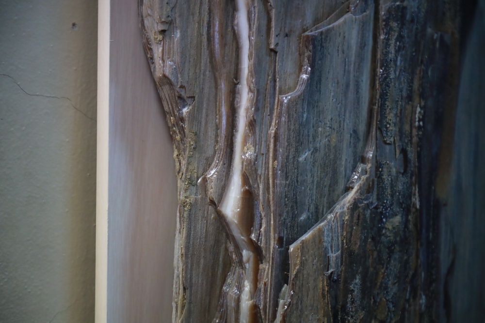 Окаменелое дерево