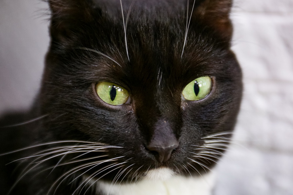 Любопытная Нейтери и её таинственный брат Зуву — близнецы. Нейтери любит быть на виду, а Зуву предпочитает там, где потемнее и потише. Различить близнецов просто: у Зуву на носу «белая капелька».