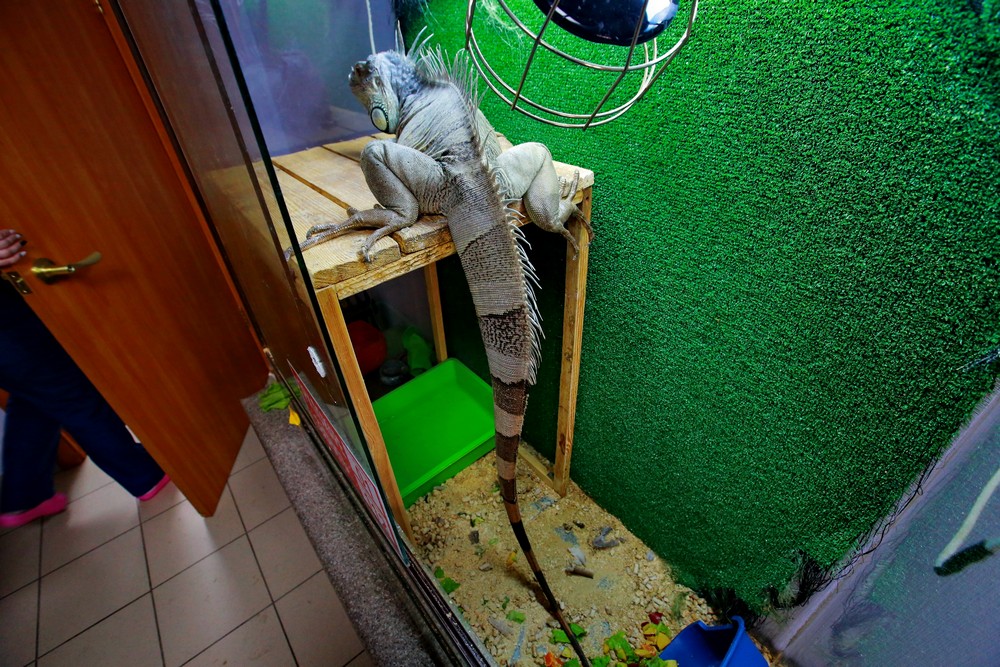 Игуана Леонид