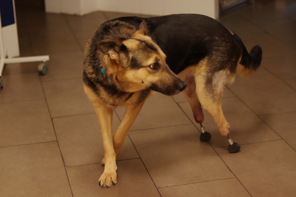 Собаке Брунгильде сделали новые лапы. Июль 2021 года