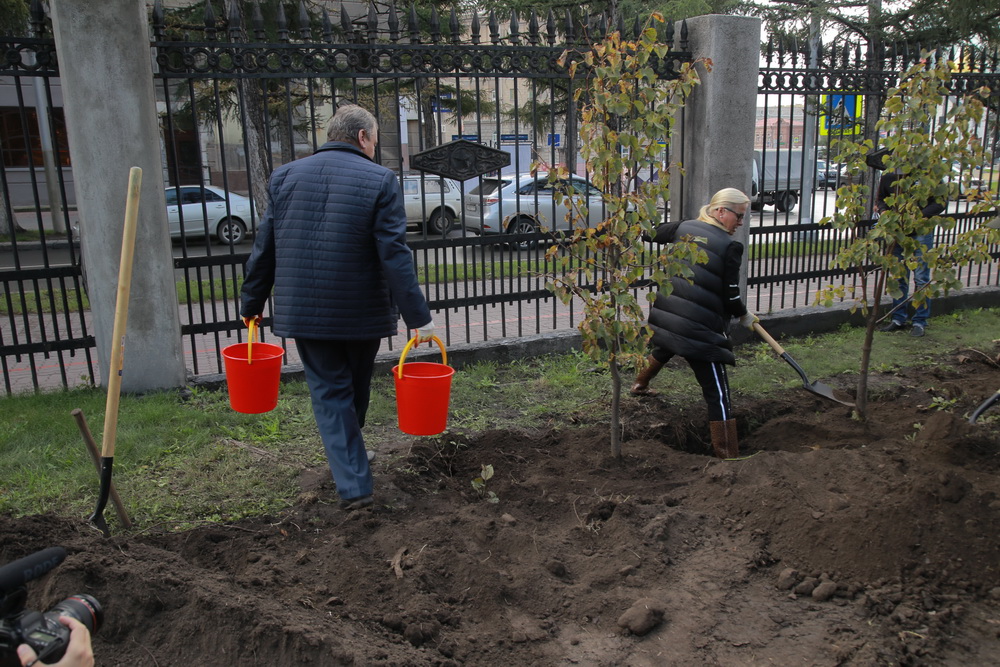 Зелёную стену из 77 лип создают в сквере Героев Революции. Август 2020 года