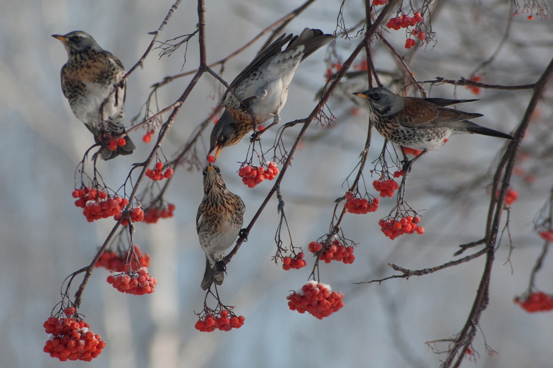 Рябинник (Turdus pilaris). Вес — 75-130 г, длина — 22-29 см, размах крыльев — 40-46 см