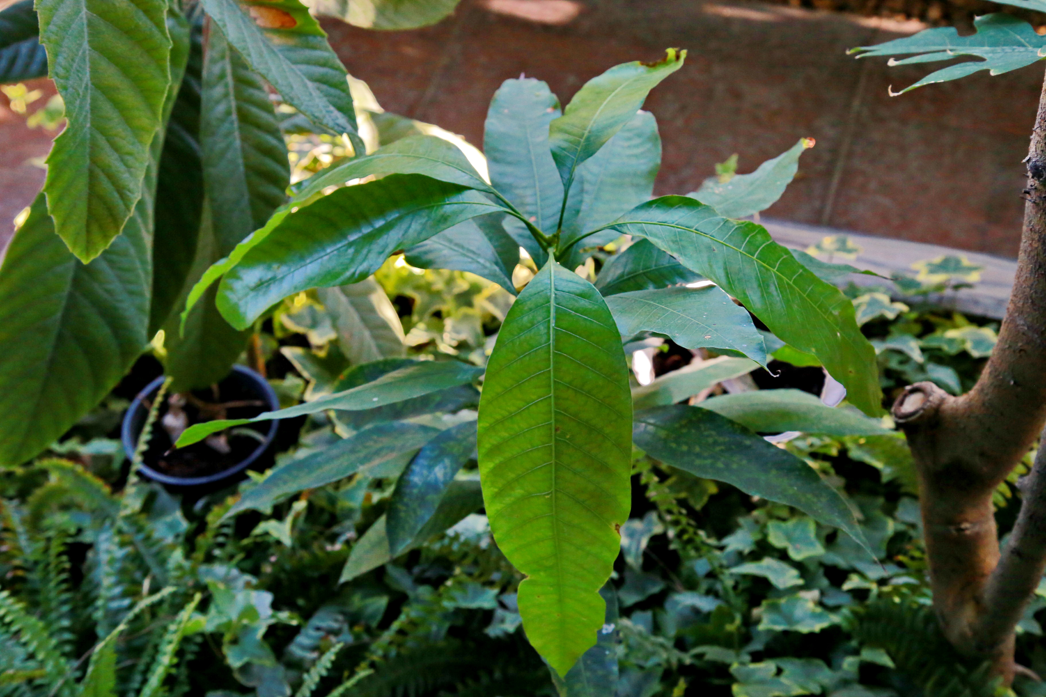 Манго из косточки