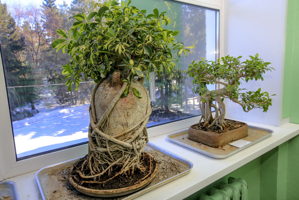 Кадочные бонсаи