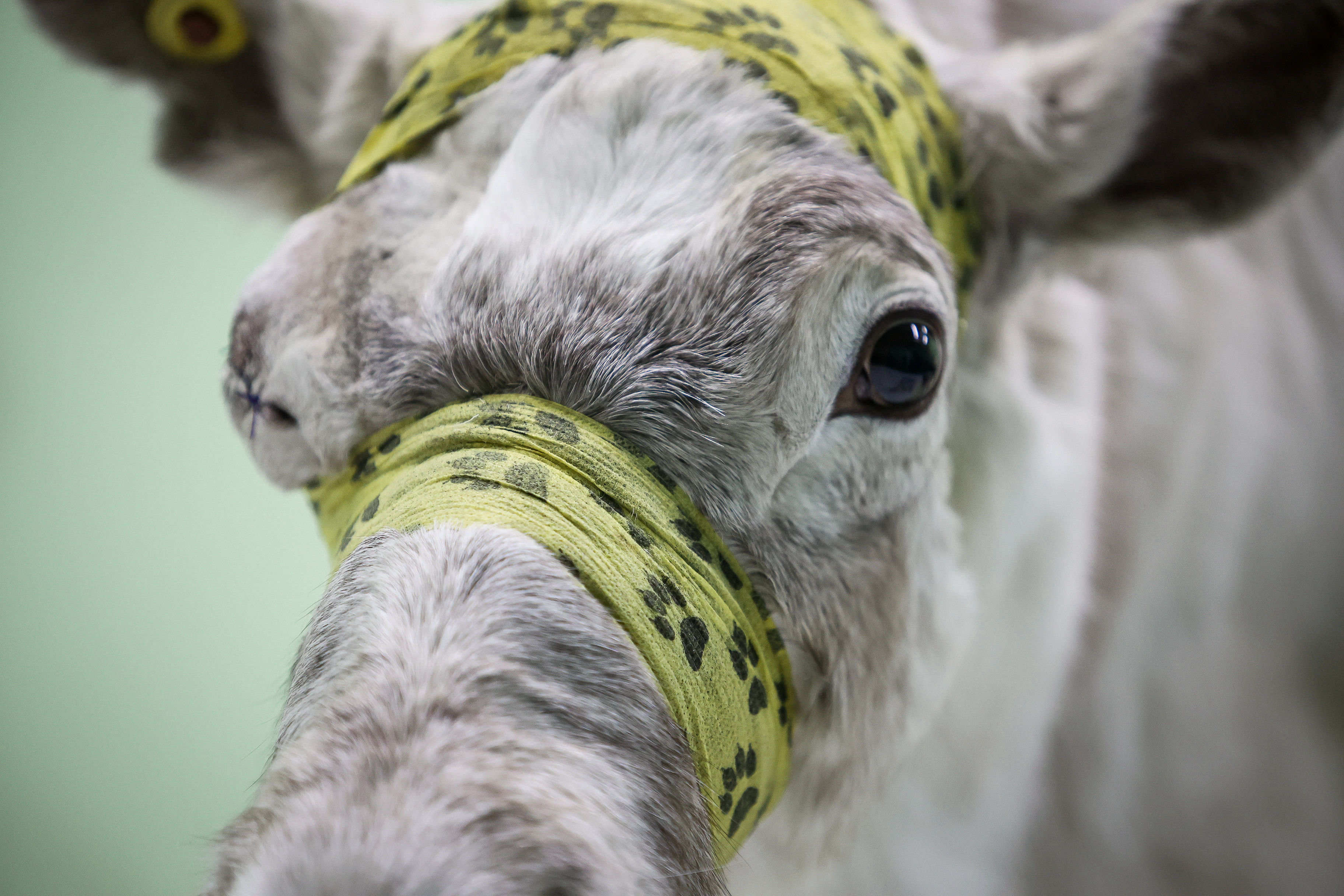 Северный олень Назым