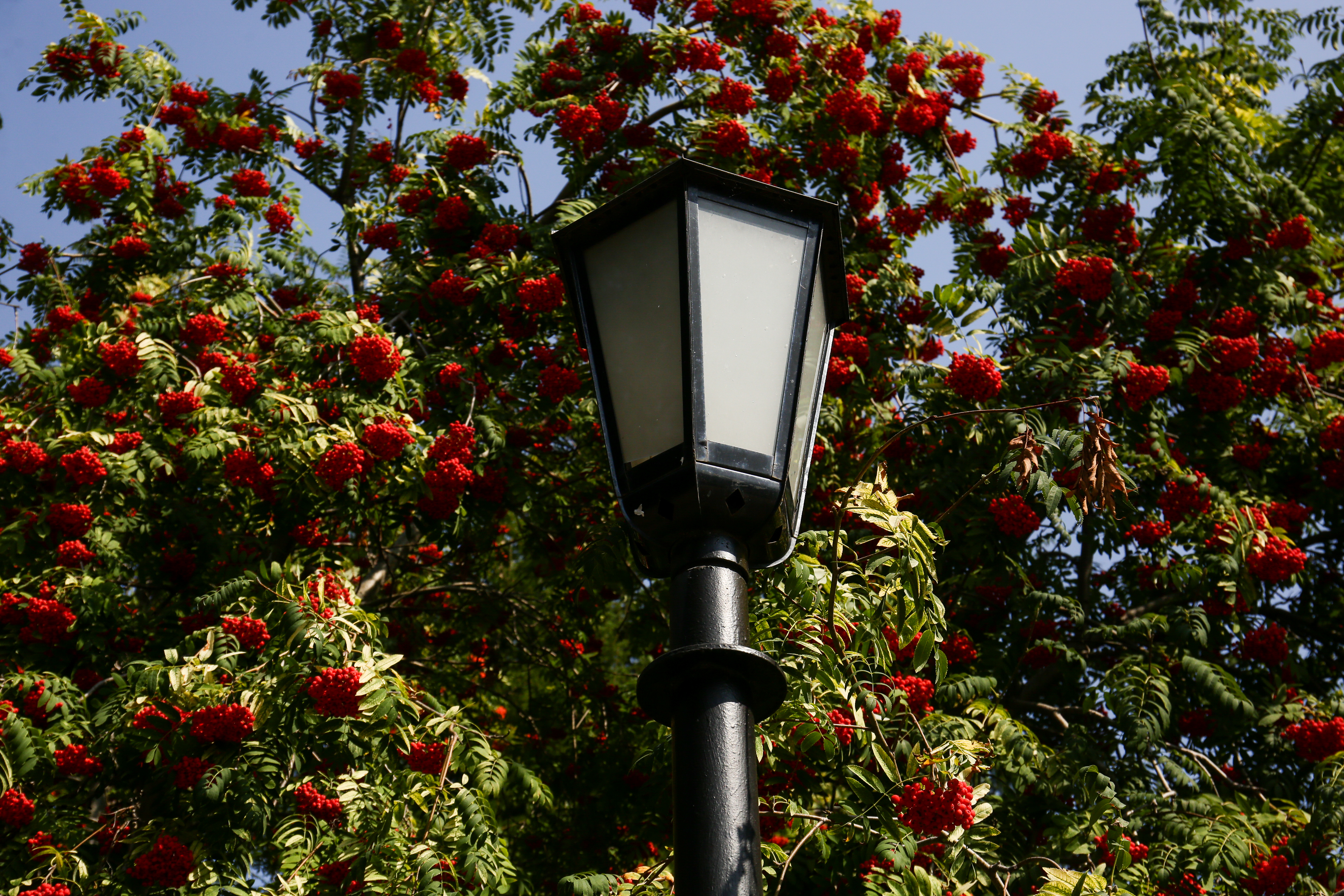 Первомайский сквер. Август 2021 года