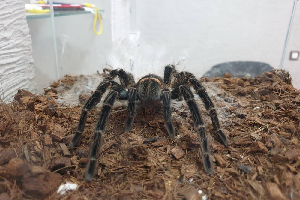 Паук-птицеед Батори